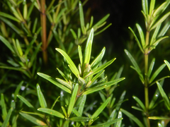 Prostanthera linearis