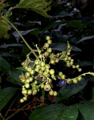 Bertiera
