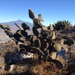 Opuntia huajuapensis