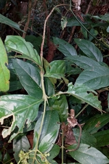 Bertiera
