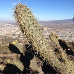 Opuntia huajuapensis