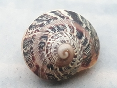 Cornu aspersum