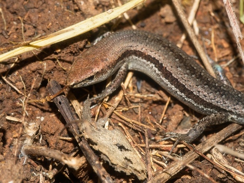 Pale-flecked Garden Sunskink, photo 5 of 8