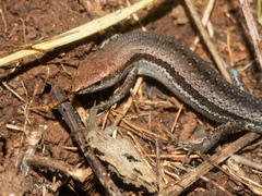 Garden Skink photo 5