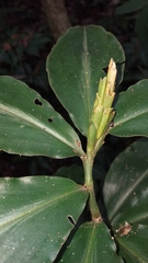 Chamaecostus lanceolatus