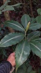 Chamaecostus lanceolatus