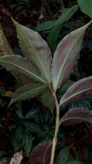 Chamaecostus lanceolatus