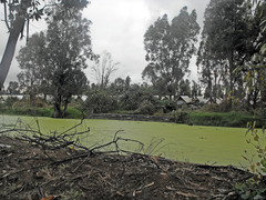 Lemna gibba