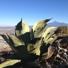 Agave salmiana ferox