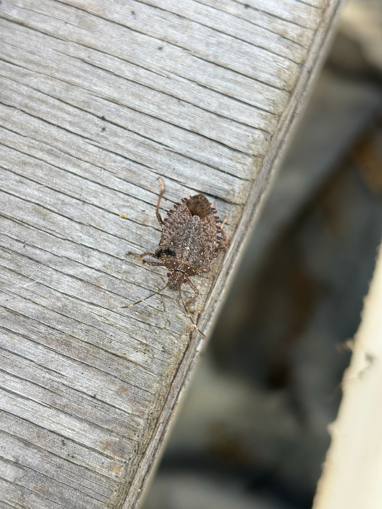 Brown Marmorated Stink Bug from SE Dayton-Salem Hwy, Dayton, OR, US on ...