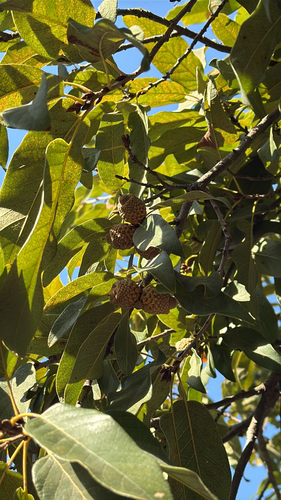 Netleaf White Oak (Quercus polymorpha)