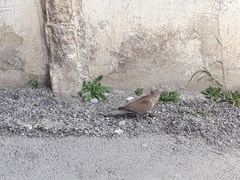 Streptopelia decaocto