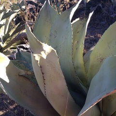 Agave salmiana ferox