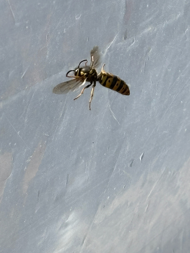 Western yellowjacket