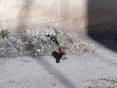 Streptopelia decaocto