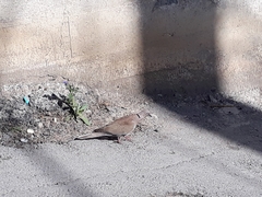 Streptopelia decaocto