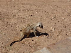 Suricata suricatta