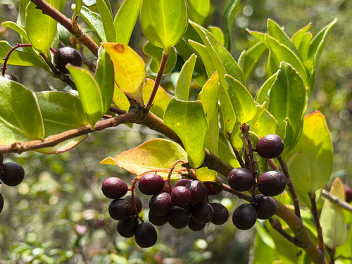 Griselinia racemosa, photograph 4