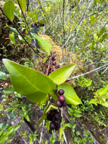 Griselinia racemosa, photograph 6