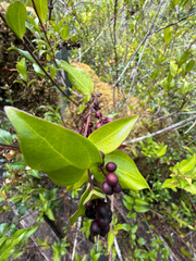 Griselinia racemosa, photograph (c) Cody Hinchliff, some rights reserved (CC BY)