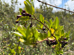 Griselinia racemosa, photograph (c) Cody Hinchliff, some rights reserved (CC BY)