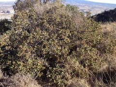 Rhus standleyi