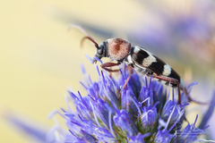 Chlorophorus trifasciatus