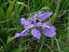 Iris tectorum