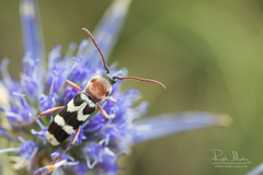 Chlorophorus trifasciatus