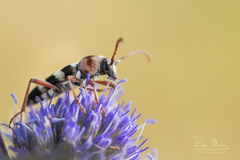 Chlorophorus trifasciatus