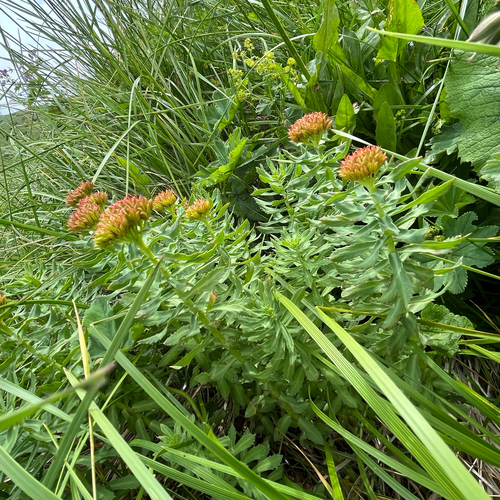 Roseroot (Rhodiola rosea)
