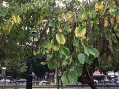 Bauhinia