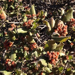 Rhus standleyi