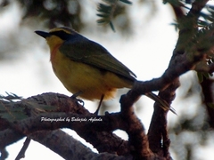 Telophorus sulfureopectus