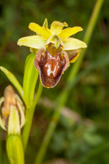 Ophrys sphegodes sphegodes