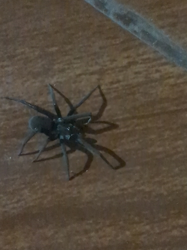 Southern House Spider