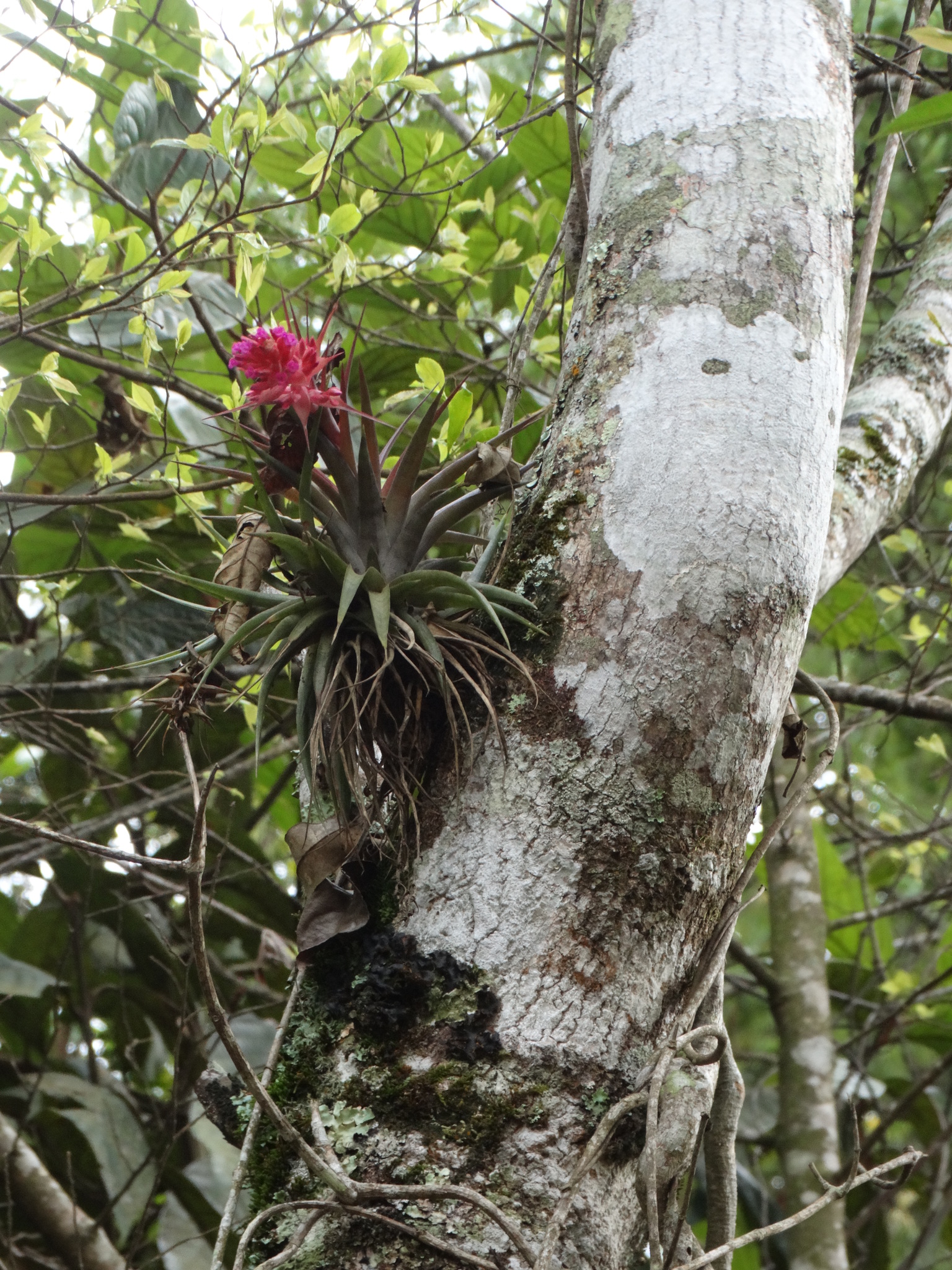 Tillandsia geminiflora