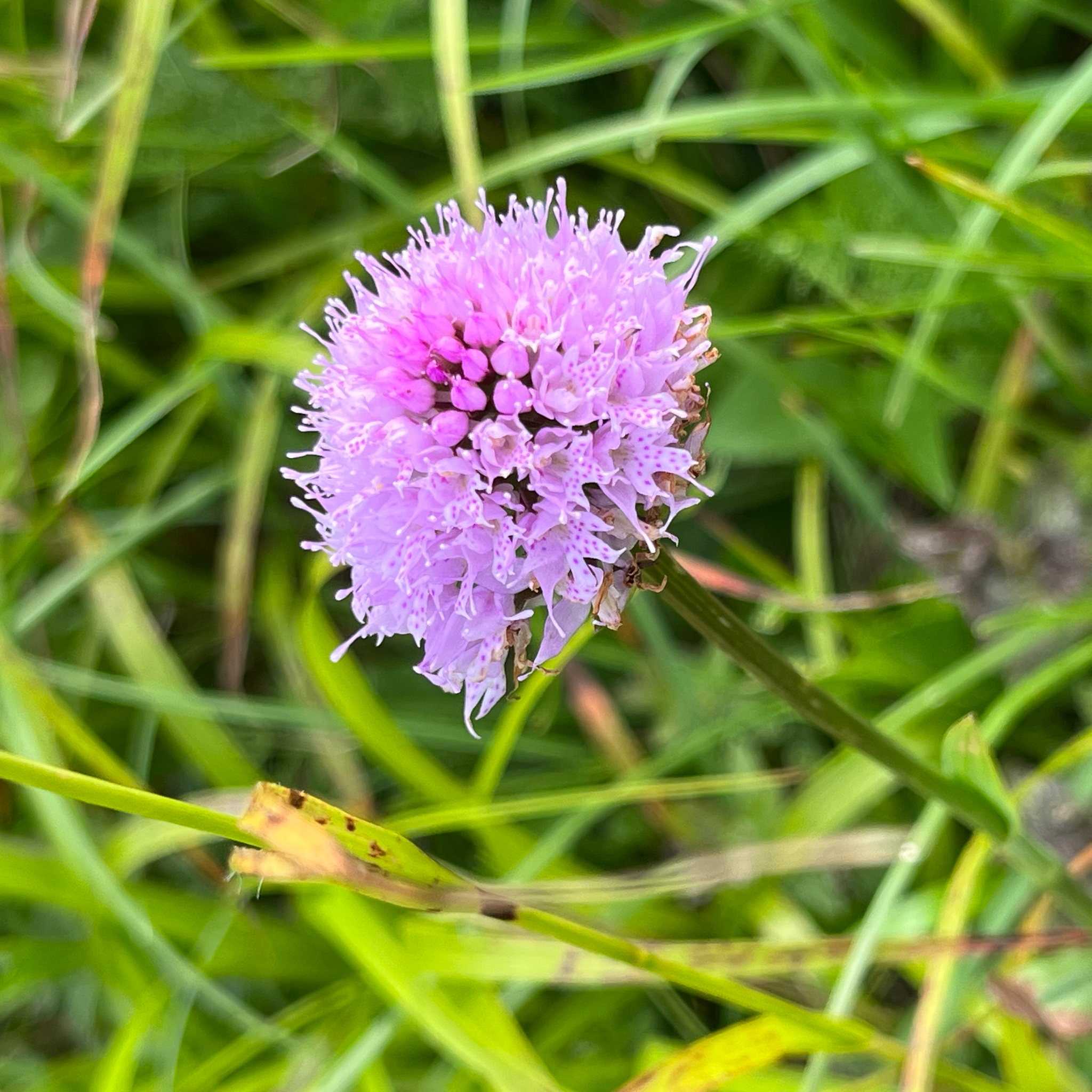 Globe-Flowered Orchid (Traunsteinera globosa)