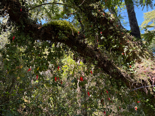 Sarmienta scandens, photograph 5