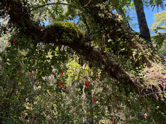 Sarmienta scandens, photograph (c) Cody Hinchliff, some rights reserved (CC BY)