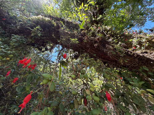 Sarmienta scandens, photograph 3