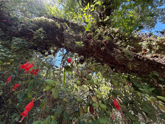 Sarmienta scandens, photograph (c) Cody Hinchliff, some rights reserved (CC BY)