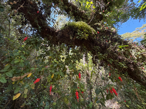 Sarmienta scandens, photograph 4