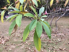 Plumeria rubra