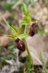 Ophrys sphegodes