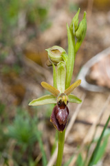 Ophrys sphegodes