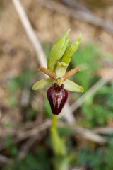 Ophrys sphegodes