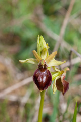 Ophrys sphegodes
