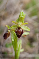 Ophrys sphegodes