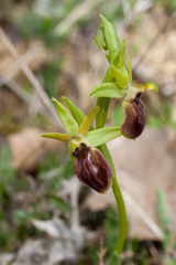 Ophrys sphegodes